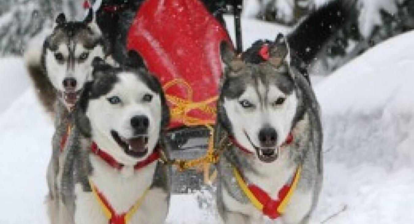 Devenir musher pour l’amour des chiens et des grands espaces