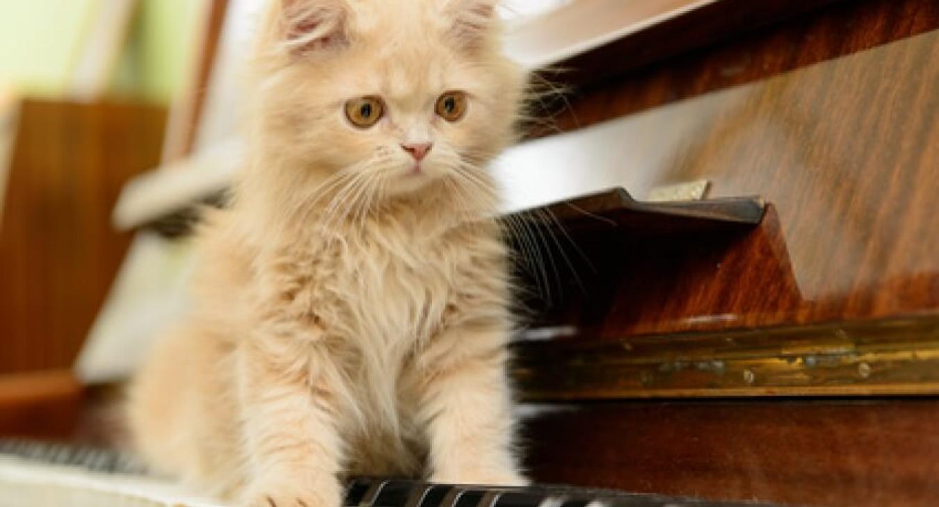 La musique pour chats