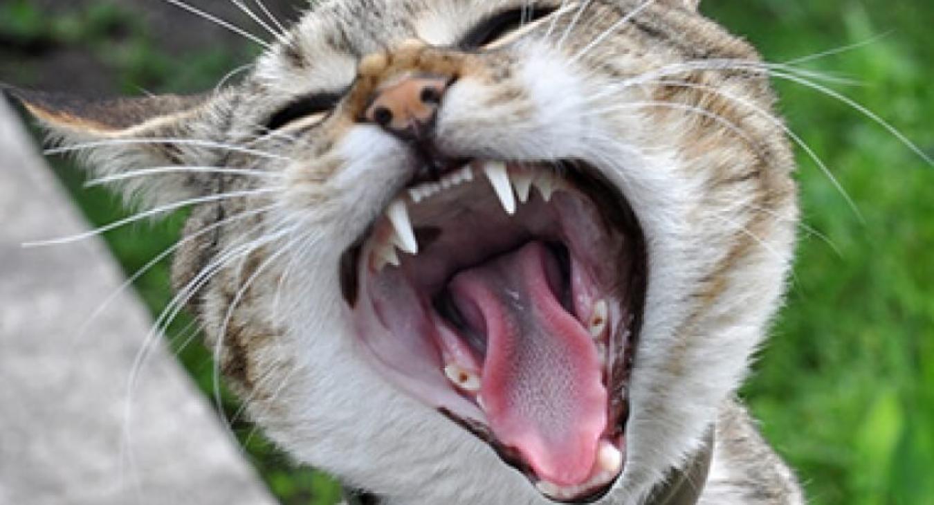 Nettoyer les dents du chat