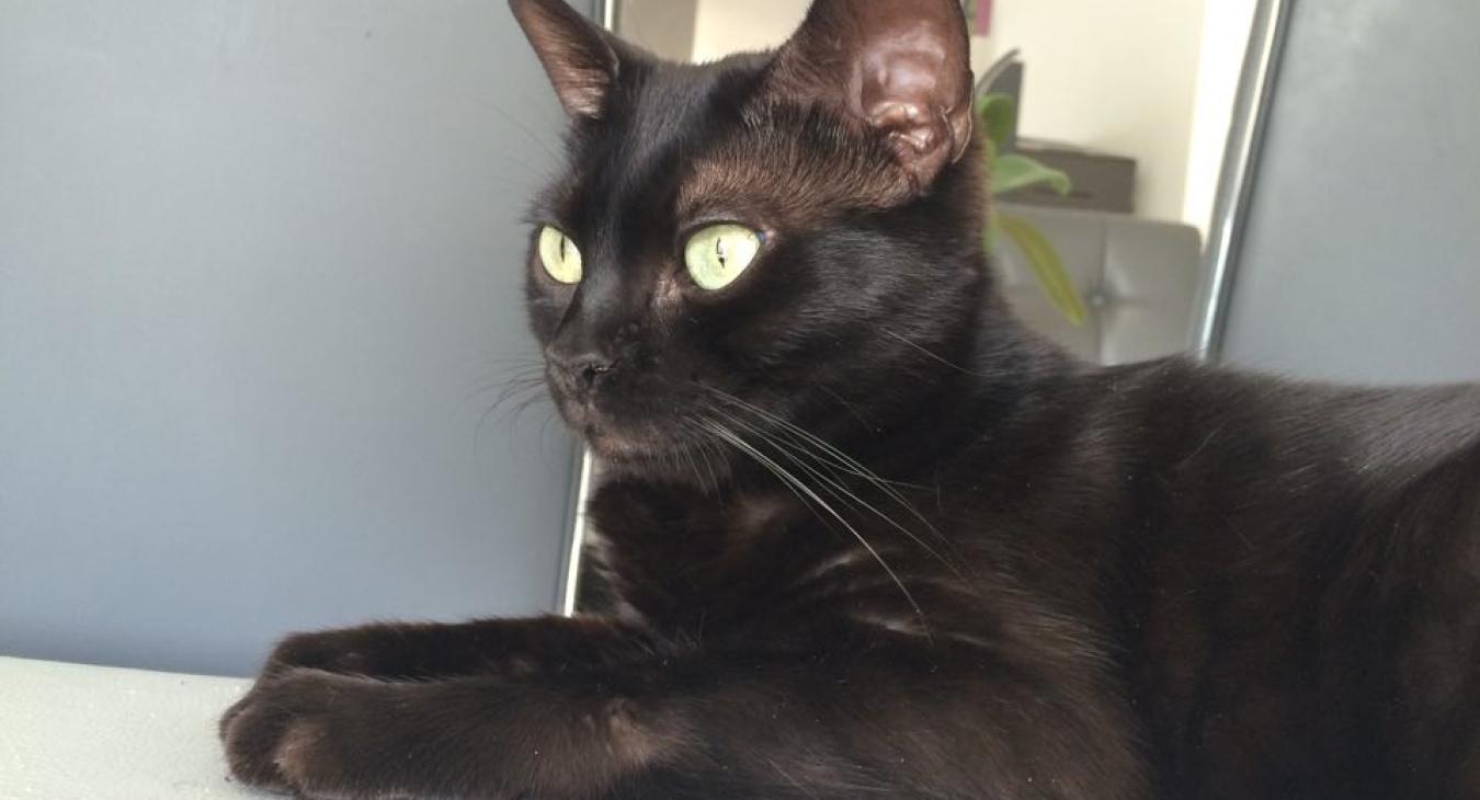 Nettoyer les oreilles du chat