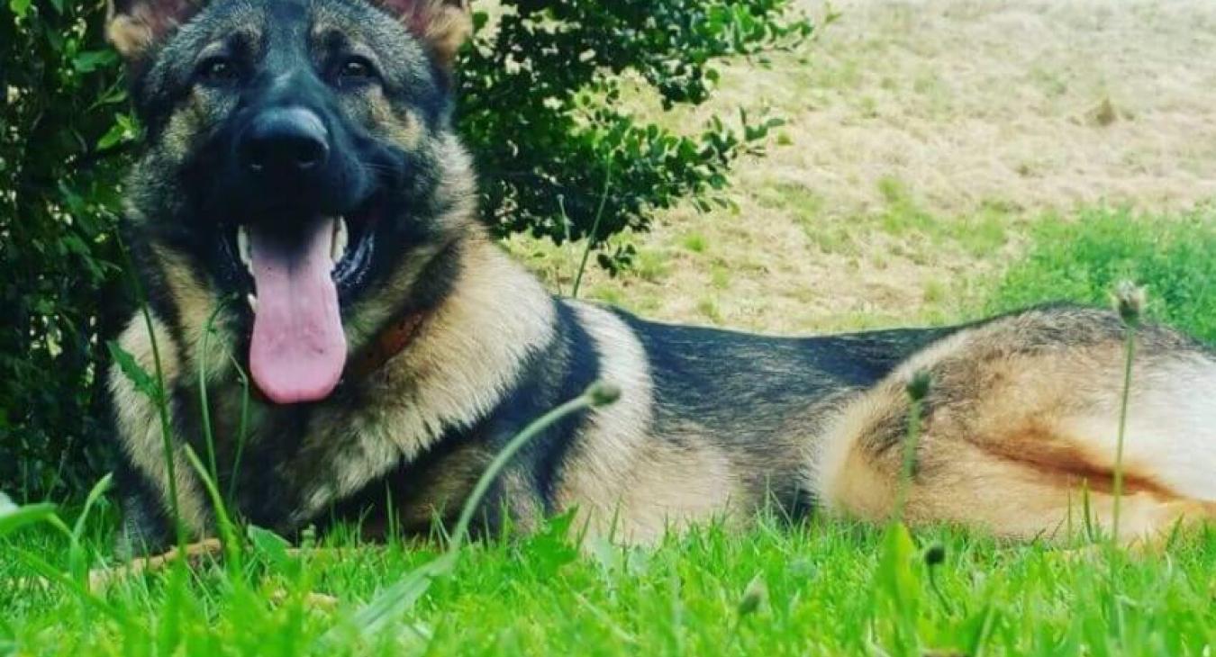 Palmarès des villes où il fait bon vivre avec son chien