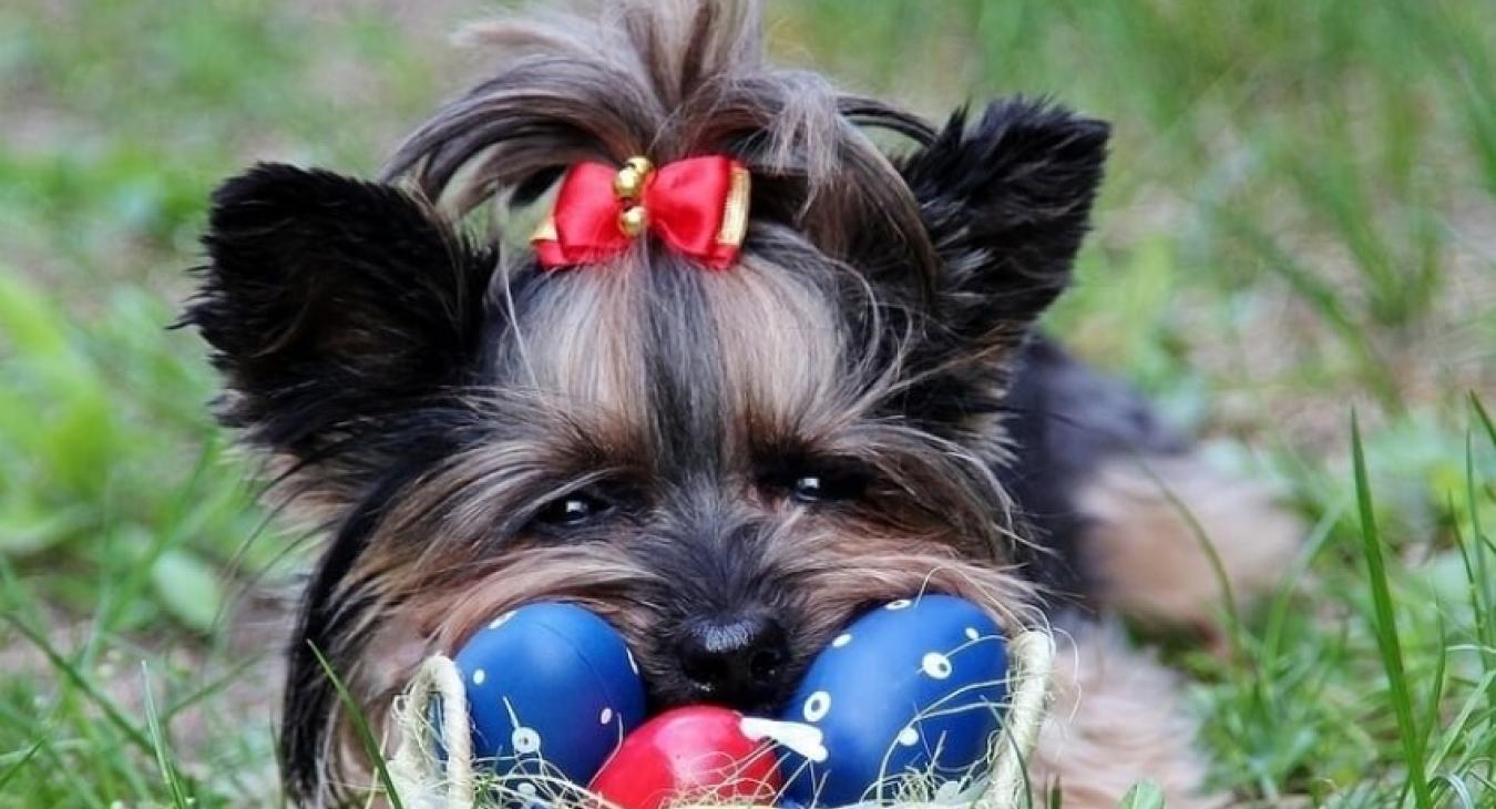 Pâques : chocolat toxique pour le chien et le chat