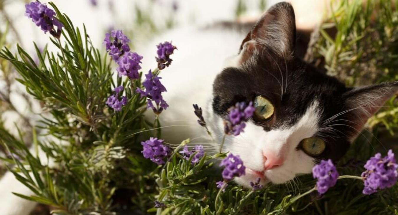 Phytothérapie et solutions naturelles pour votre chat