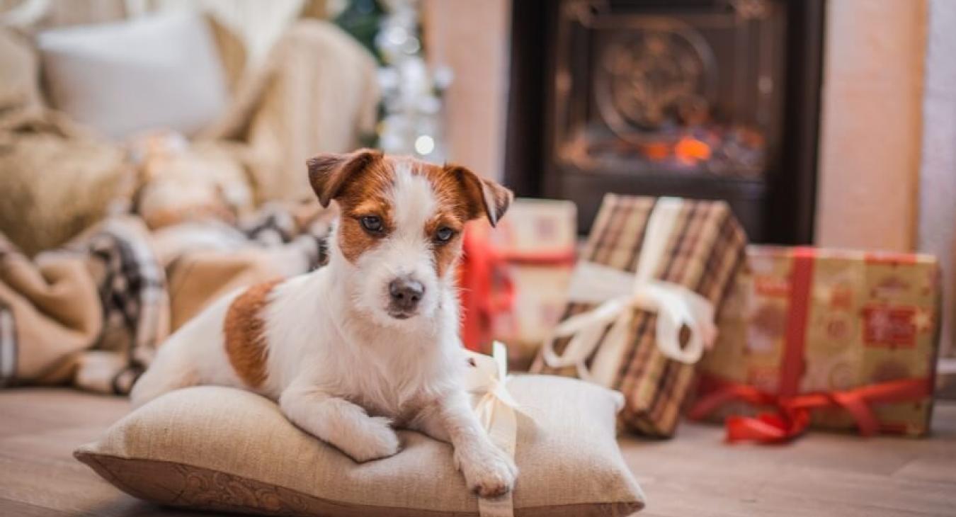 Toilettage spécial noël : mettez votre chien sur son 31