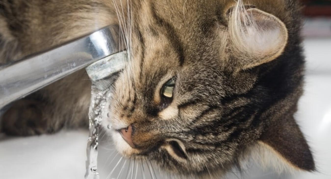 Prévenir le diabète sucré chez le chien et le chat