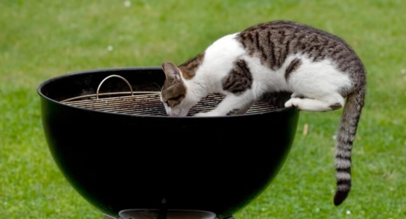 Un barbecue sans accroc
