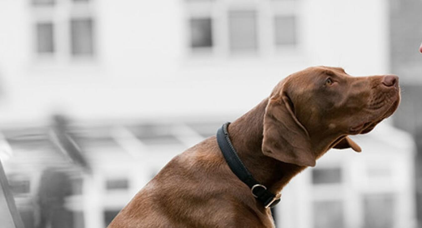 Programme Purina In Society