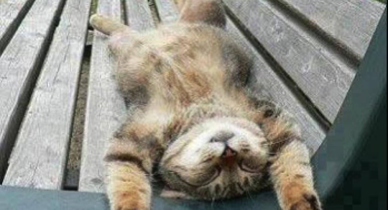 Respect et bien etre du chat