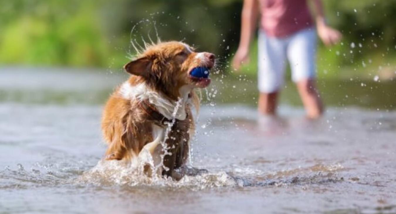Le jeu dans le développement du chiot
