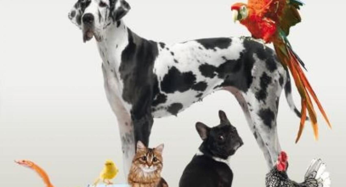 Salon 101 Compagnons : le rendez-vous annuel pour les passionnées des animaux