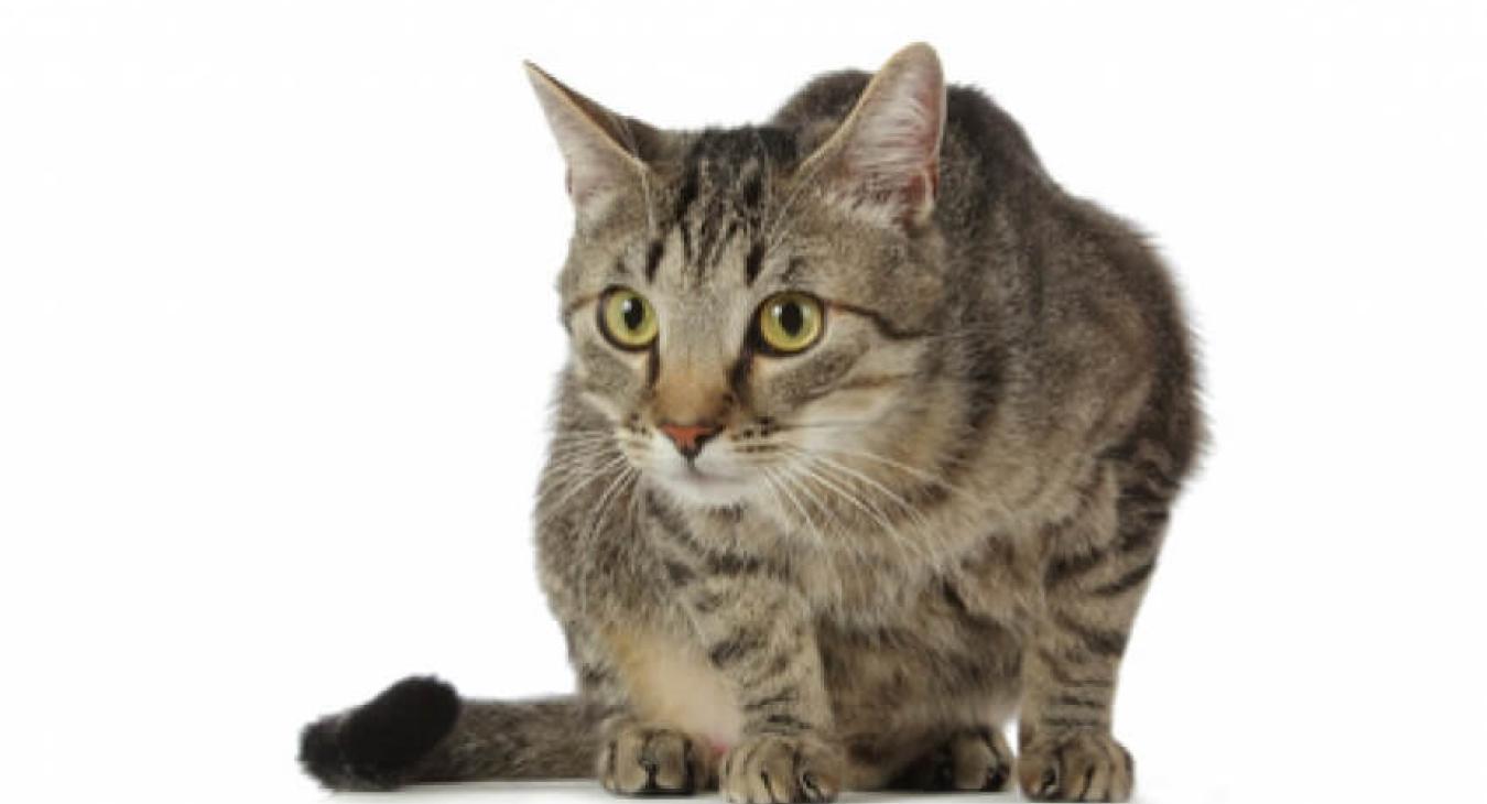 Le stress chez le chat, un problème réel 