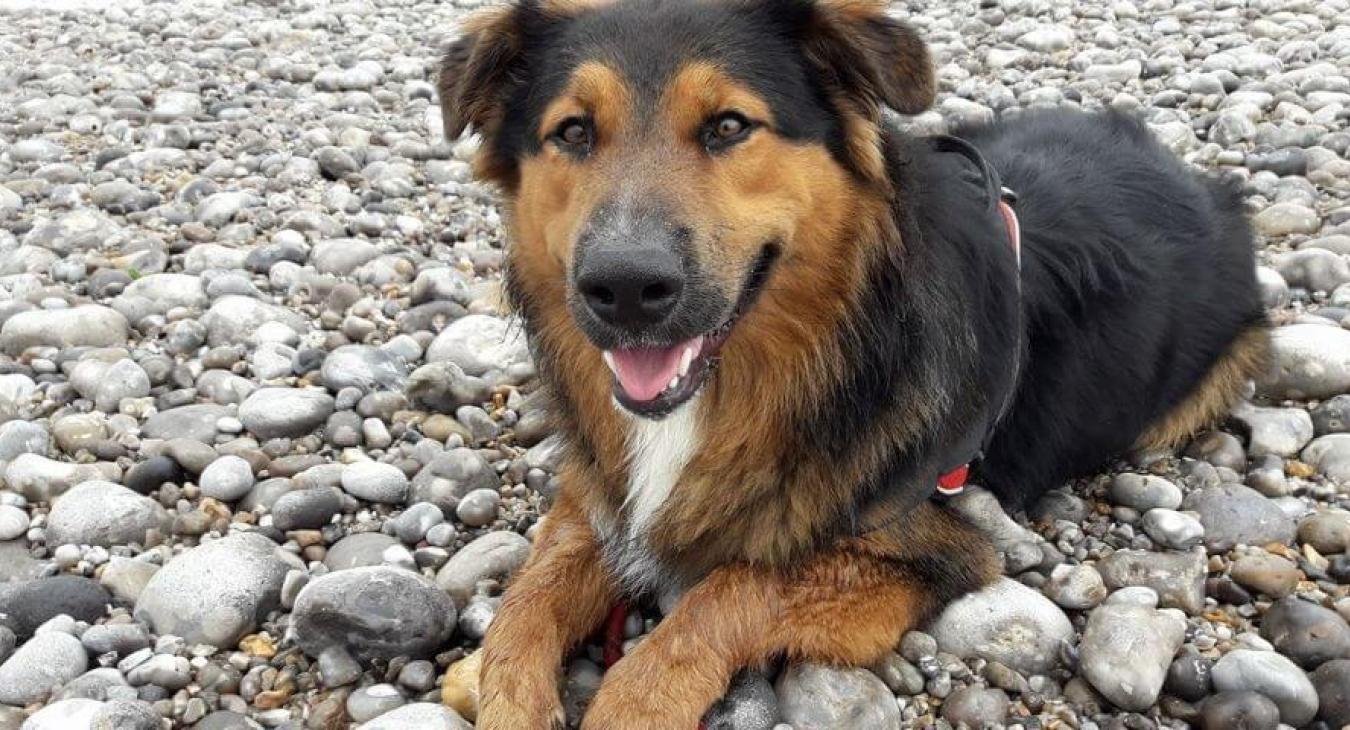 SUMMER PET CHALLENGE