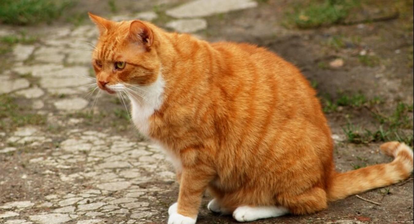 Surpoids et obésité chez le chien et le chat