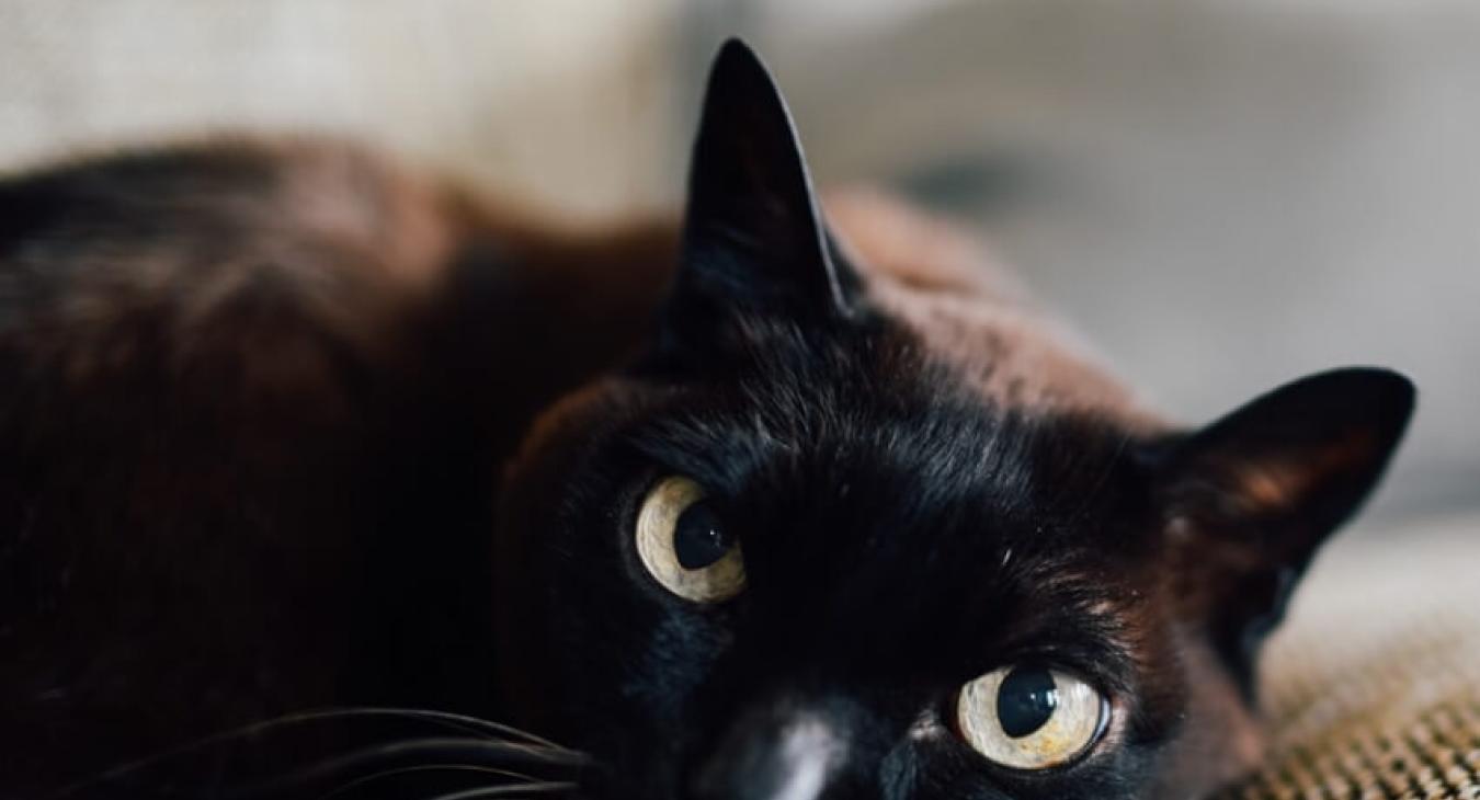 Do it yourself : fabriquer un tapis à gratter pour chat