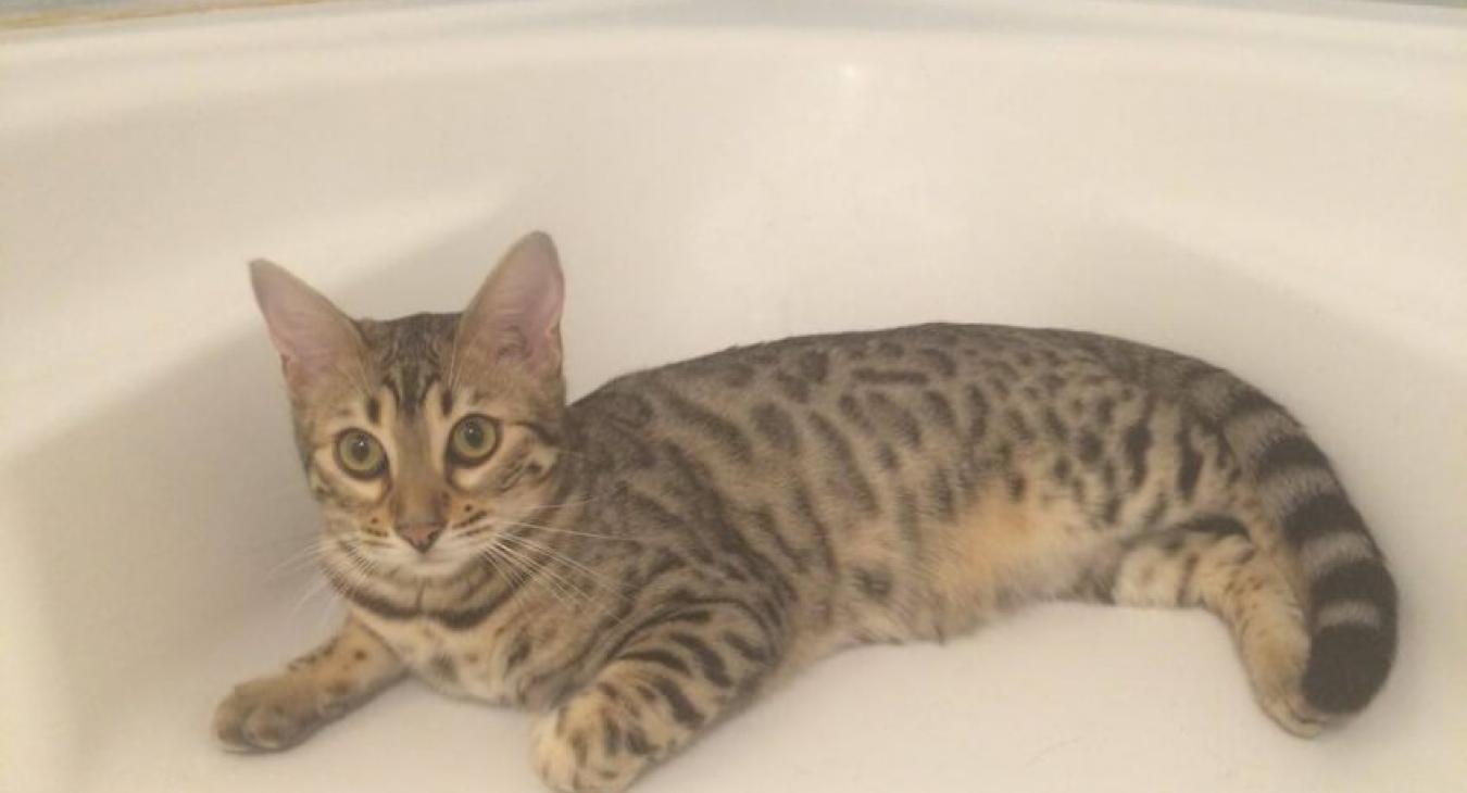 Toiletter un chat