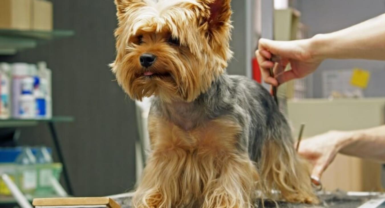 Le métier de toiletteur pour chien