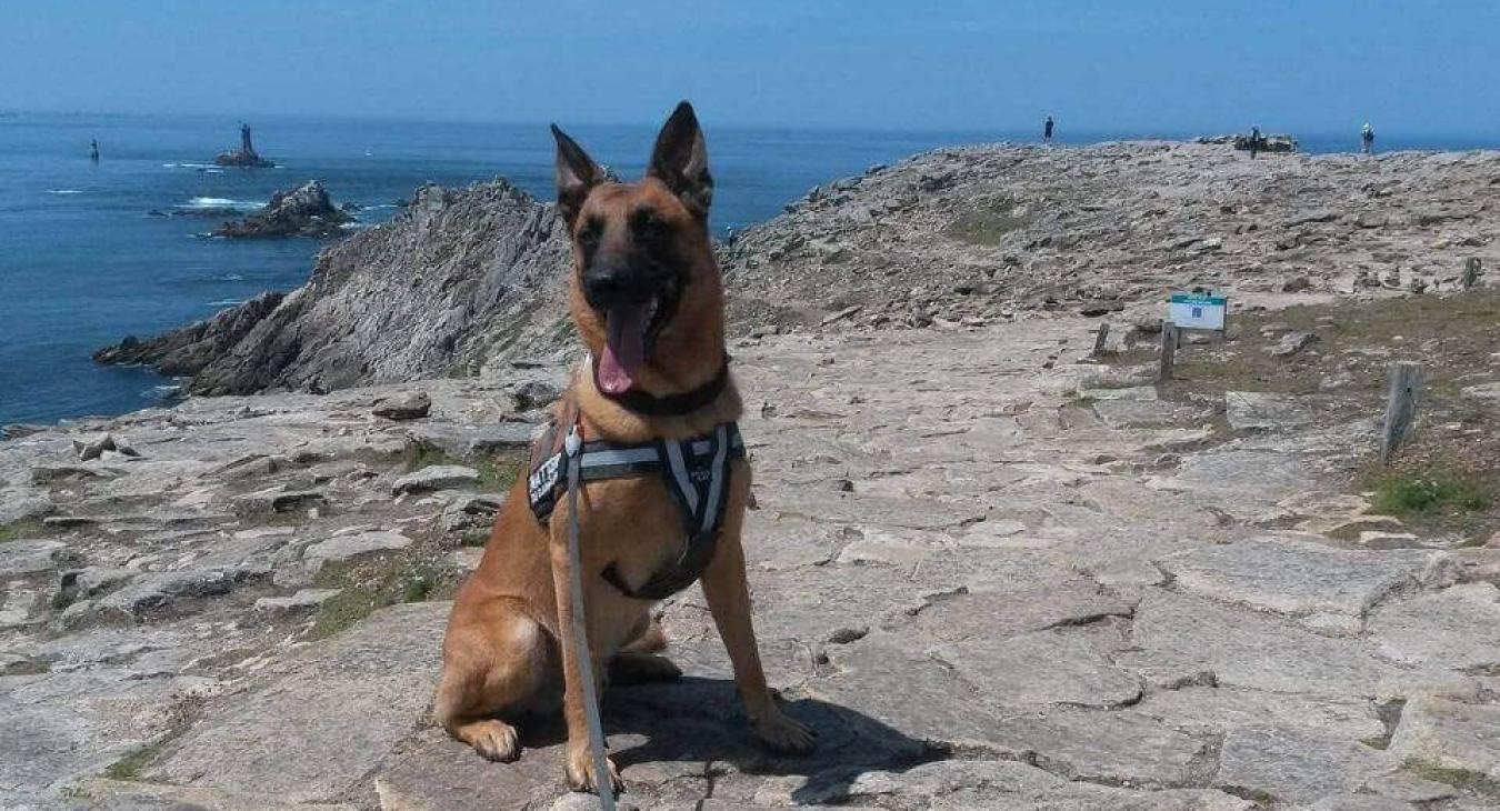 Voyager avec son chien : liste des plages autorisées aux chiens été 2018