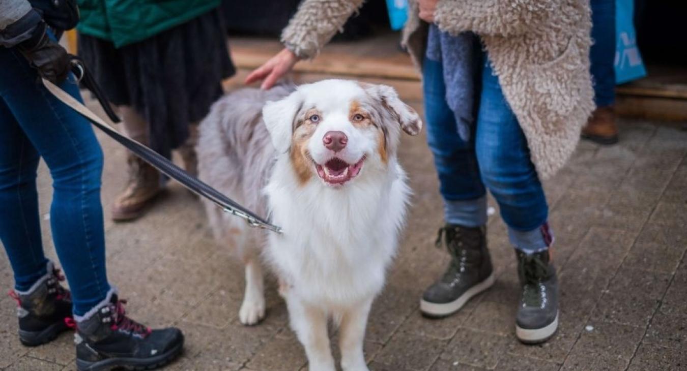 https://www.fidanimo.com/article/premiere-edition-de-la-fete-des-animaux