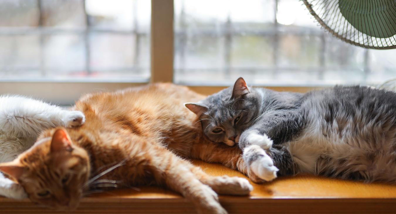 Qu’est-ce qu’un anti-inflammatoire pour chat ?