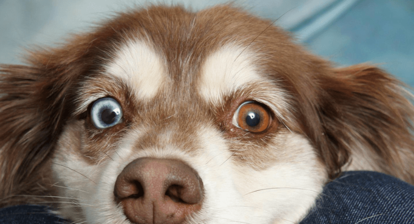 Qu’est-ce qu’une alimentation naturelle pour chien ?