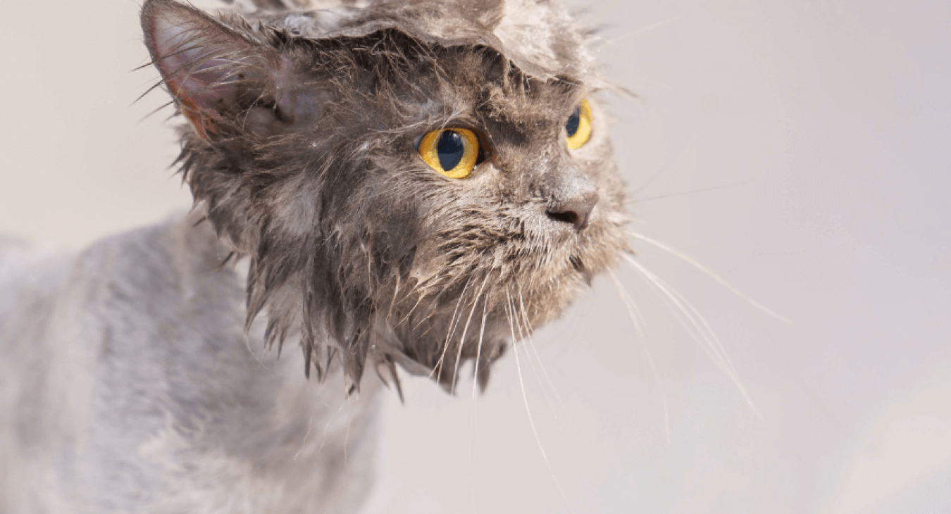Laver son chat : les infos utiles