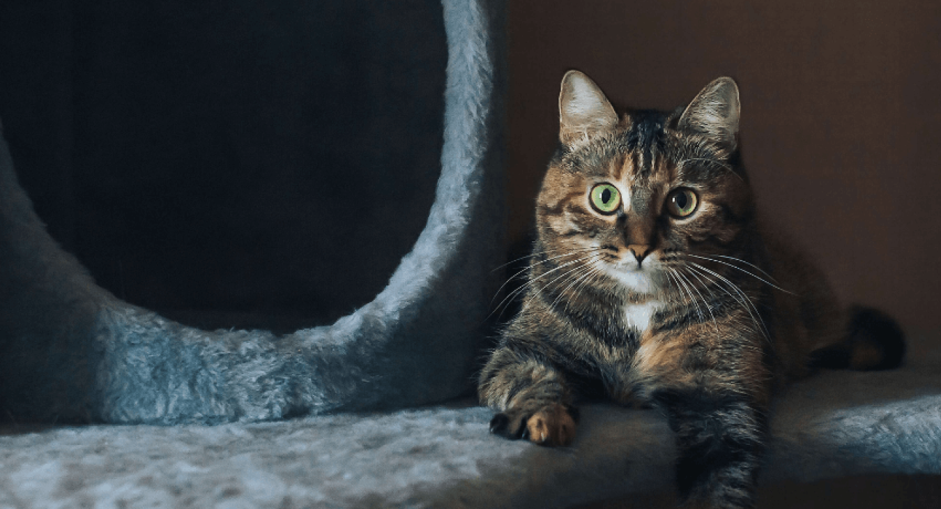 Les 10 accessoires pour chat essentiels à avoir