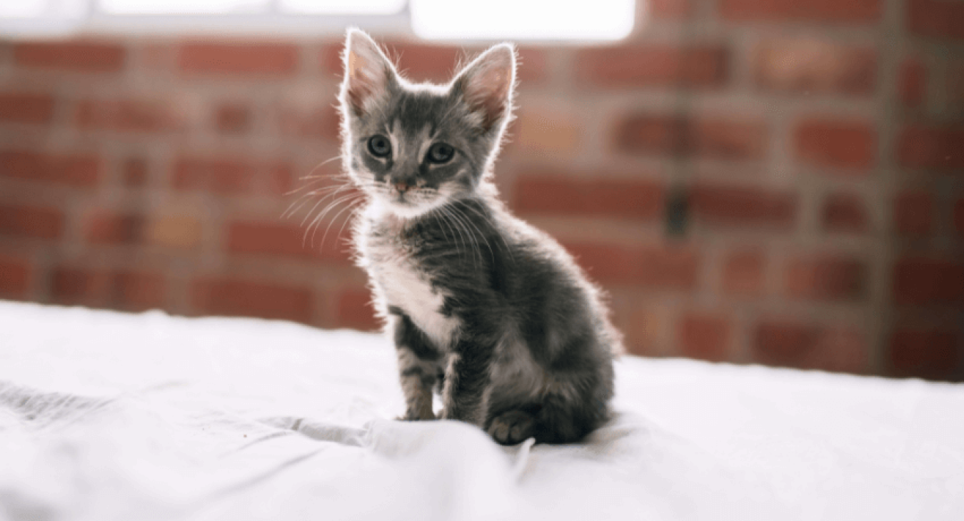 Tout savoir sur les accidents fréquents chez les chats