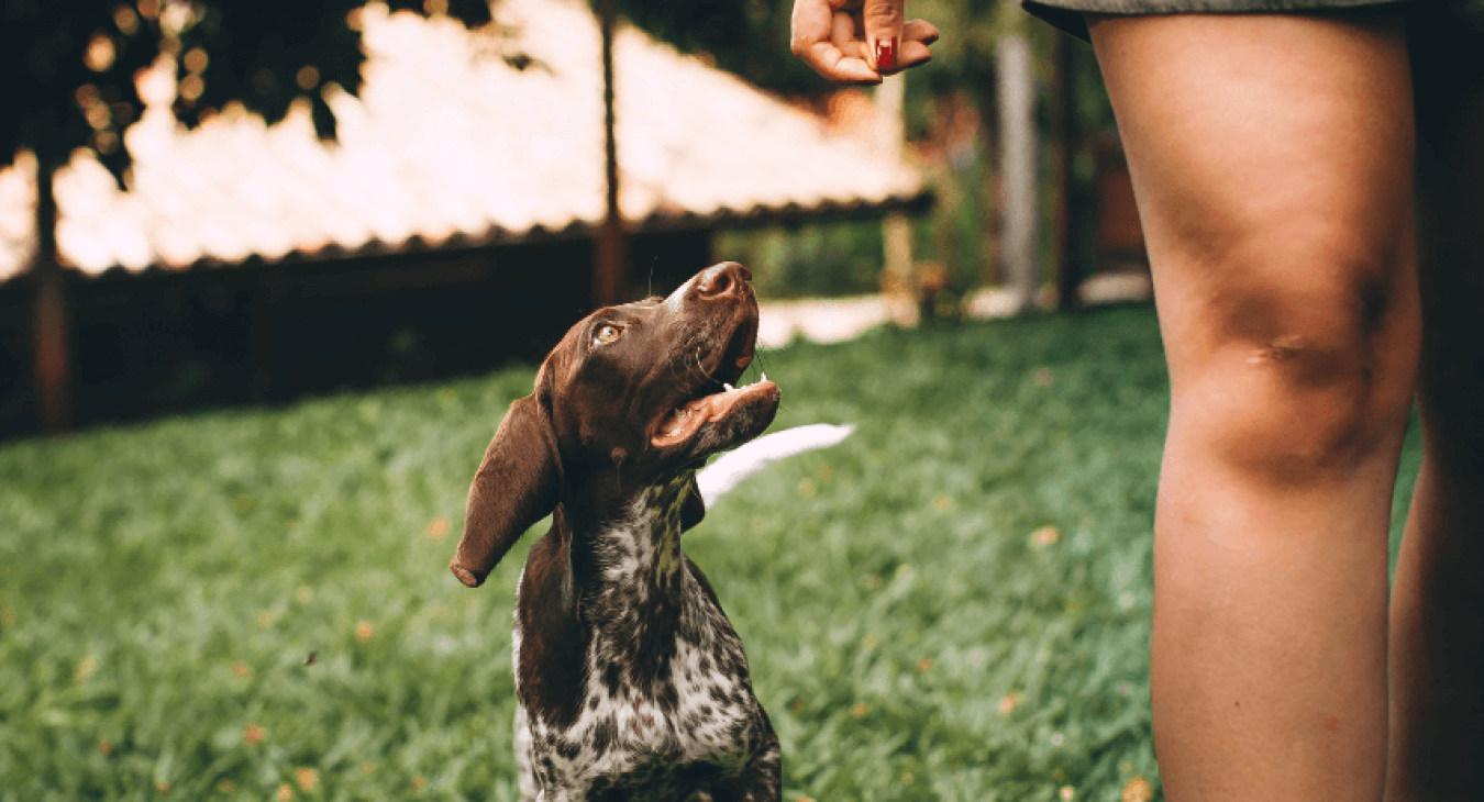 Les accidents de chien fréquents