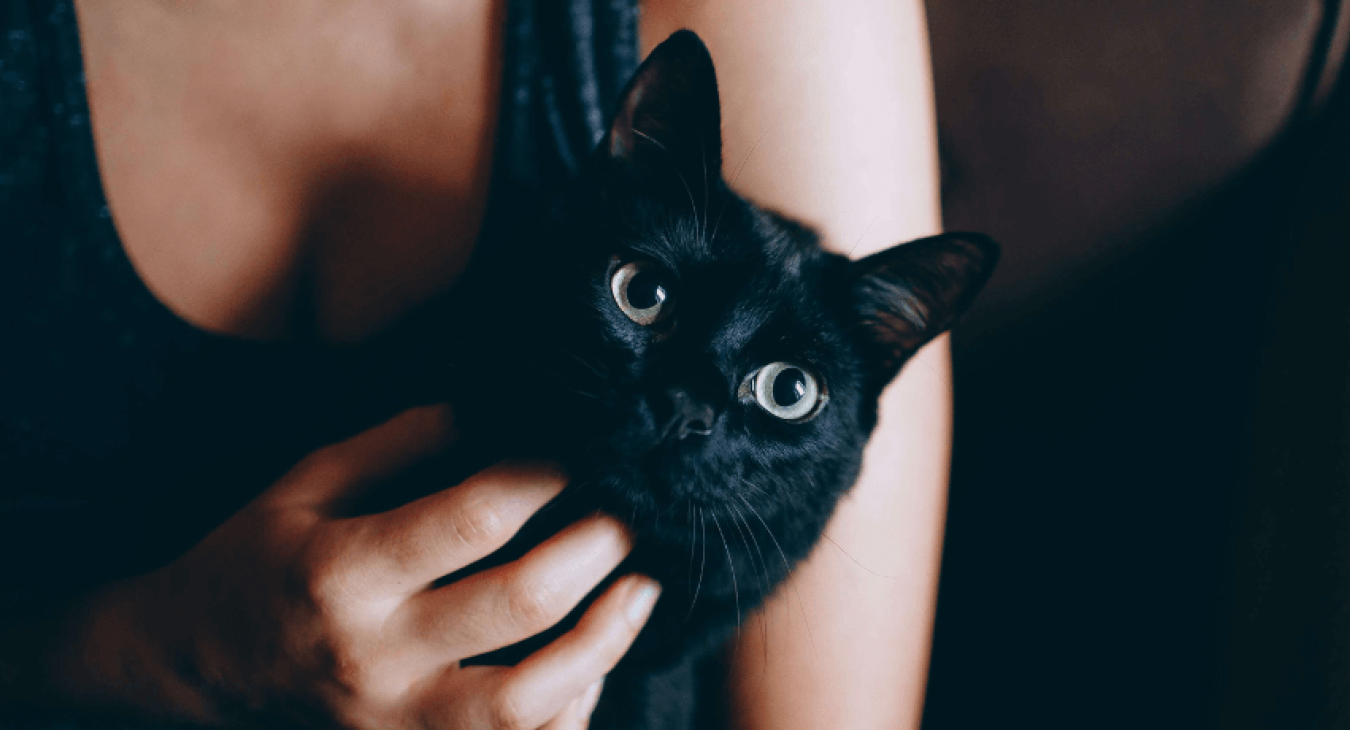 Accueillir un nouveau chat dans son foyer