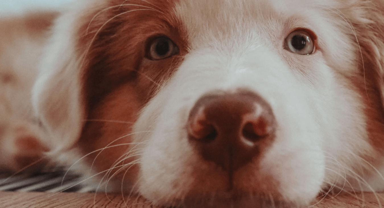 L’acupuncture pour chien