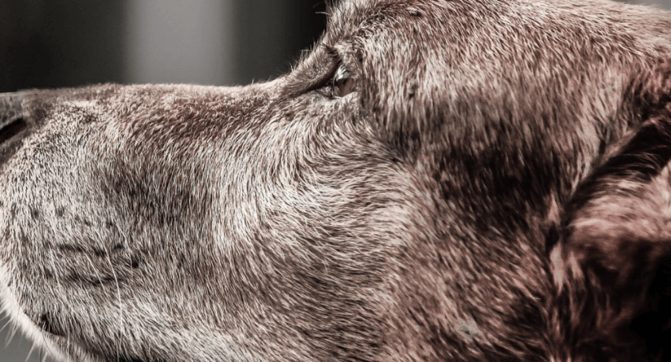 Comment et pourquoi adopter un chien âgé ?