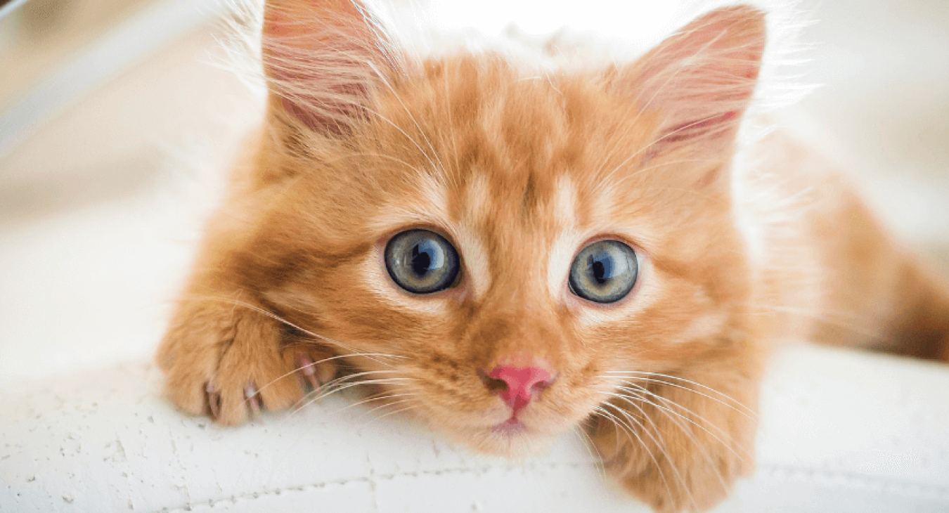 Tout savoir sur l’adoption d’un chat