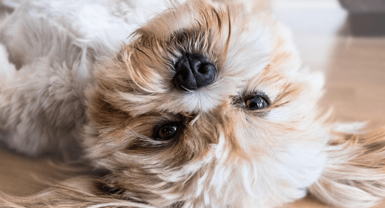 Réussir l'adoption d'un chien
