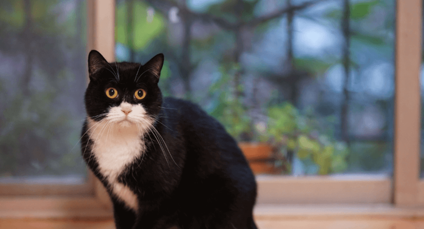 Avec quels critères déterminer l’âge d’un chat ?