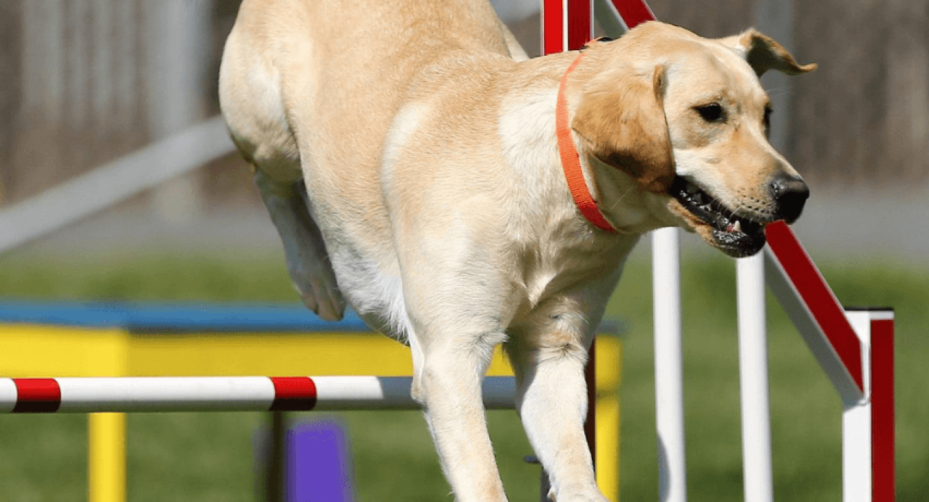Agility : qu'est-ce que c'est ? Comment le pratiquer ?