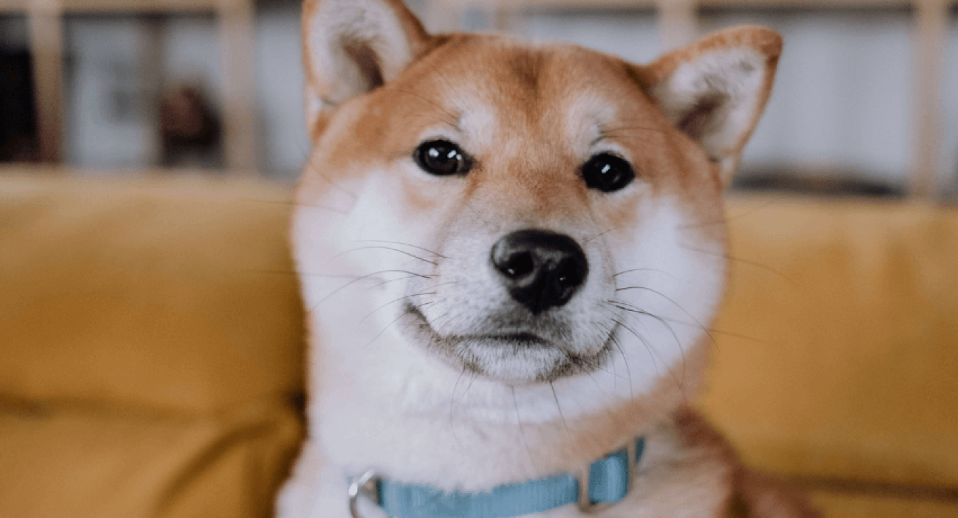 Akita-inu
