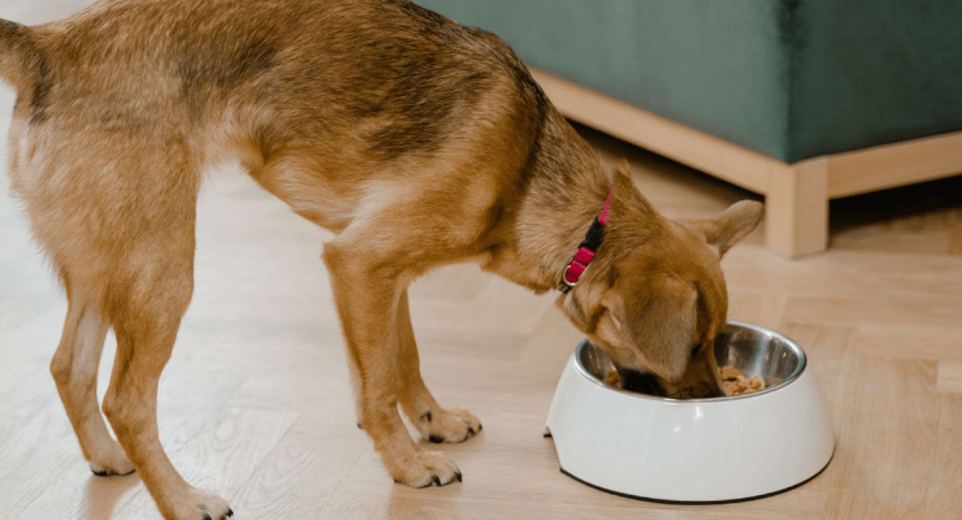 Quelle alimentation pour mon chien ?