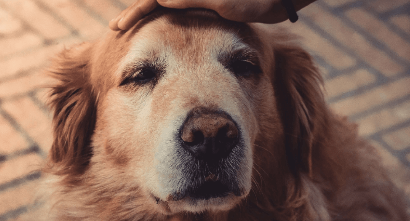 L’alimentation d’un chien âgé
