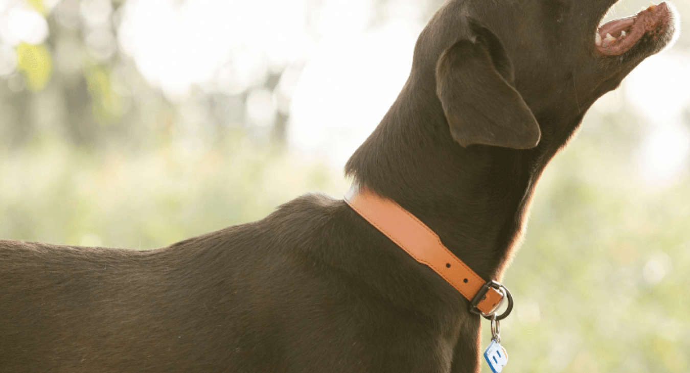 Comment choisir la meilleure alimentation pour un chien diabétique ?
