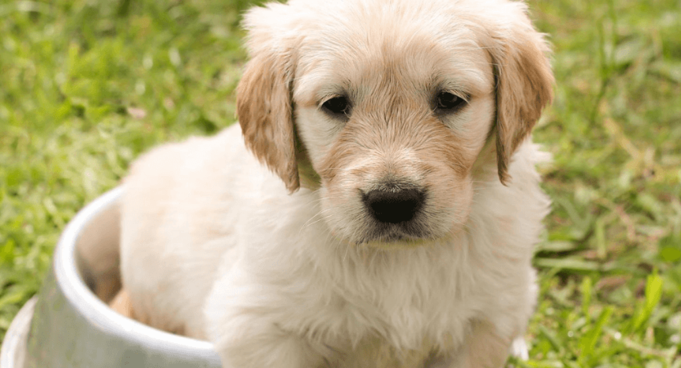 Comment bien alimenter son chiot