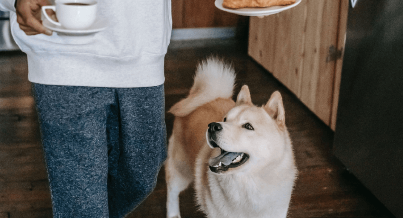 Quels sont les aliments dangereux pour un chien ?