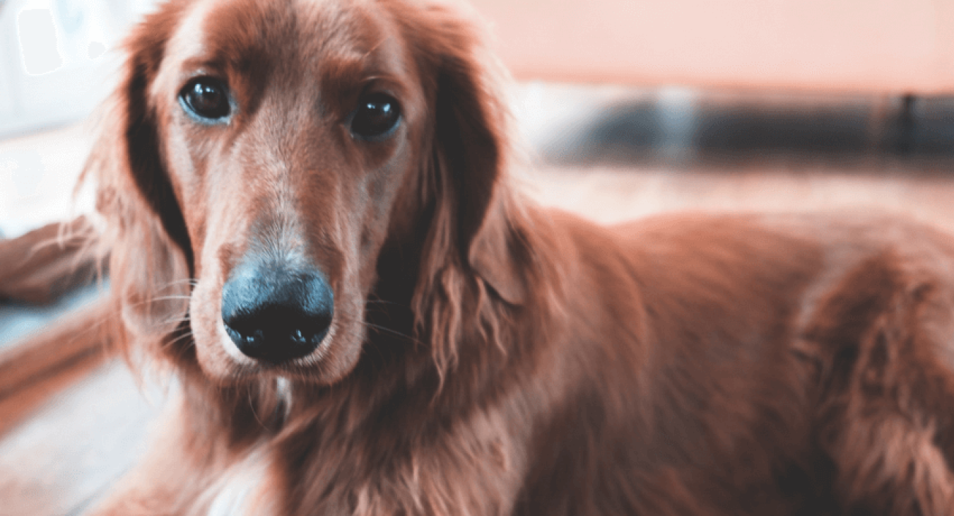 Symptômes et remèdes de l'allergie chez le chien
