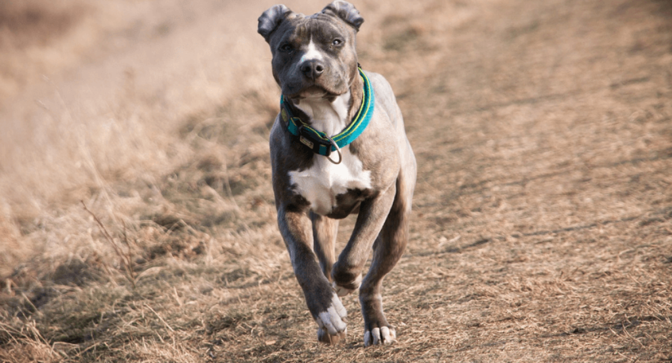 L’American Staffordshire Terrier