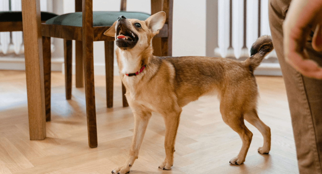 Tout savoir sur l'anorexie du chien