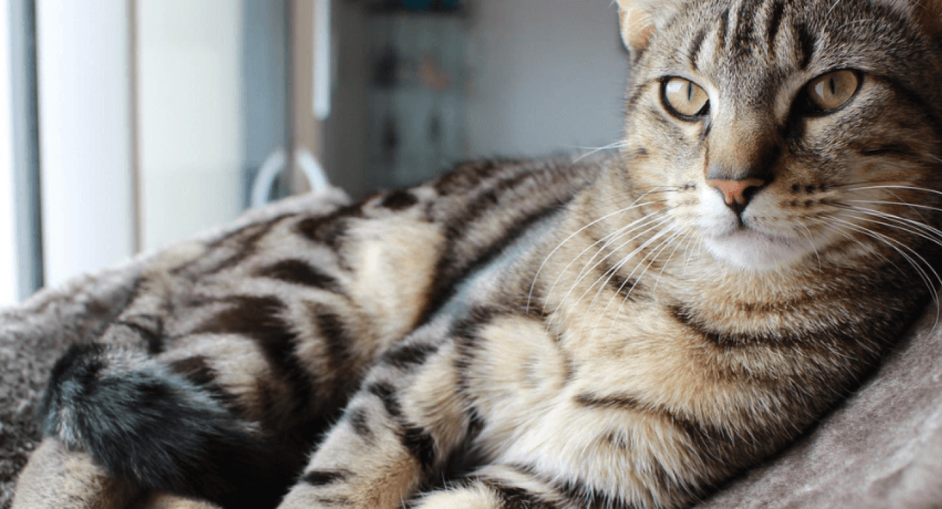 Comment appréhender la vie en appartement pour un chat ?