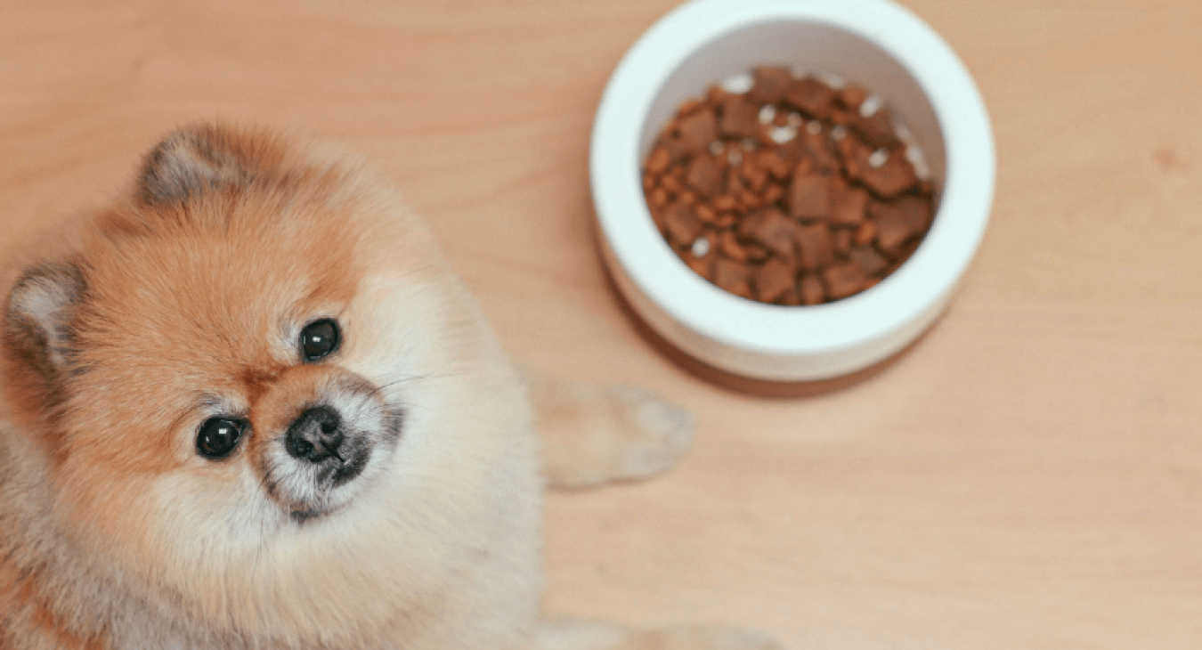 Comprendre et gérer au mieux la perte d'appétit de votre chien