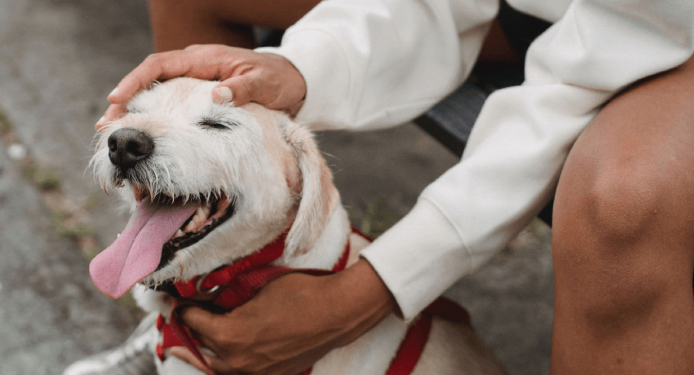 Tout savoir pour apprendre à son chien à être propre ?