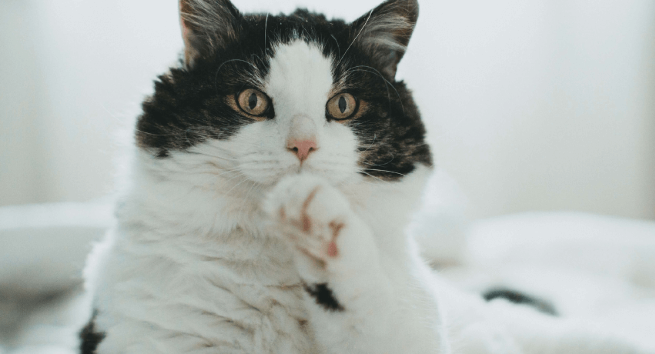 Comment apprendre à son chat à être propre ?