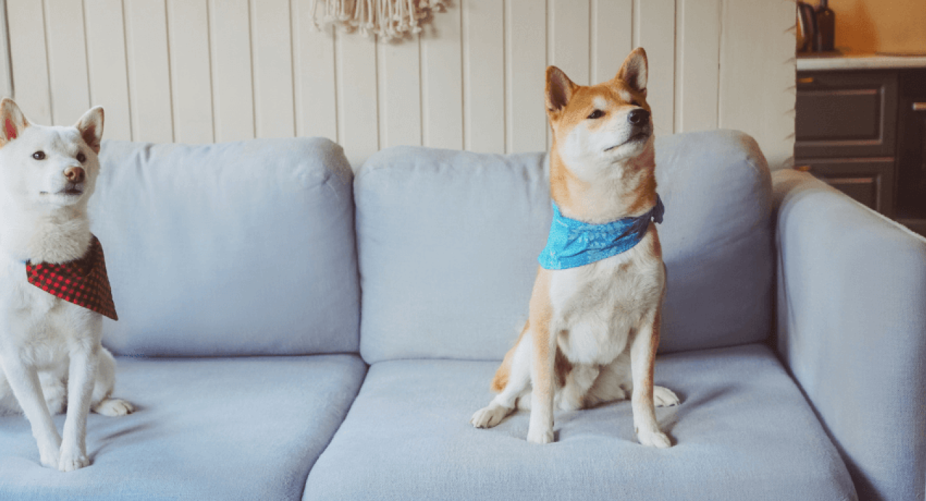Comment apprendre l'ordre "assis" à son chien ?