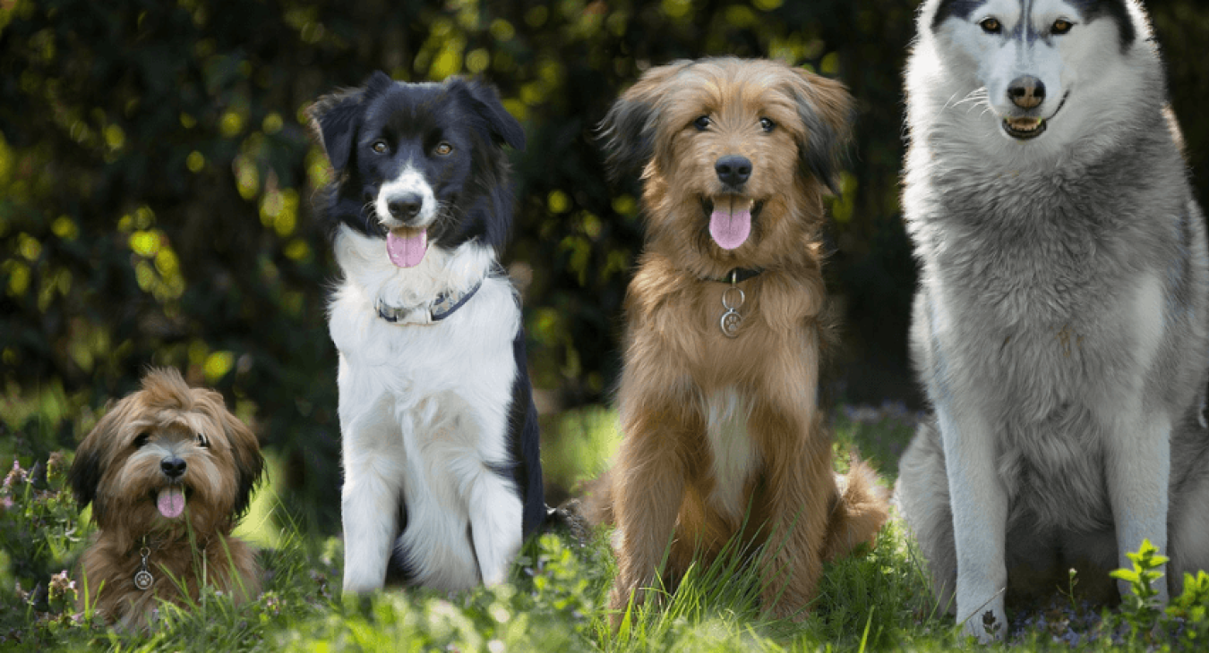 Comment apprendre l'ordre "pas bouger" à son chien ?
